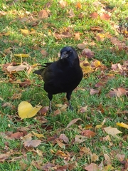 Corvus brachyrhynchos