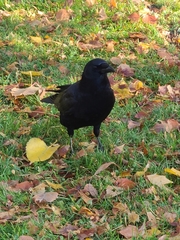 Corvus brachyrhynchos