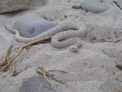 Crotalus catalinensis