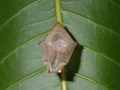 Adoliadini