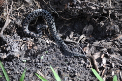 Sistrurus miliarius barbouri
