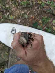 Coenobita cavipes