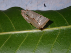 Adoliadini
