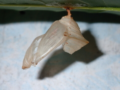 Adoliadini
