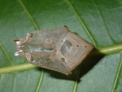 Adoliadini