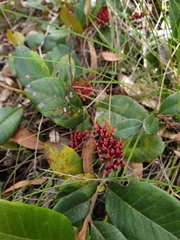 Grevillea laurifolia