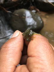 Rulyrana flavopunctata