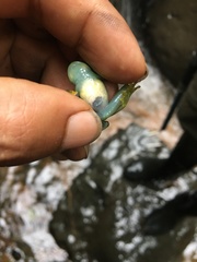 Rulyrana flavopunctata