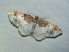 Hydrelia condensata