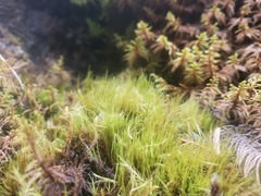 Flexitrichum gracile