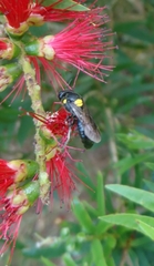 Amphylaeus morosus