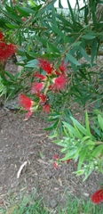 Amphylaeus morosus