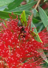 Amphylaeus morosus