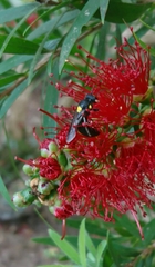 Amphylaeus morosus