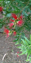 Amphylaeus morosus