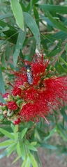 Amphylaeus morosus