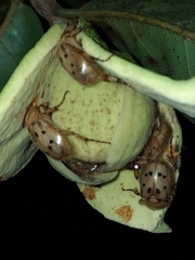 Cyclocephala brittoni