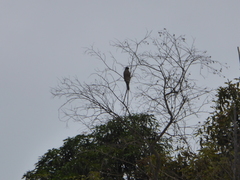 Accipiter cooperii