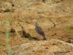 Mirafra javanica