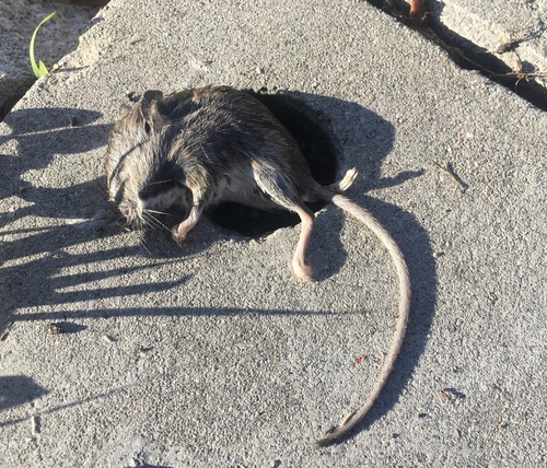 Gambel's Deermouse (Peromyscus gambelii)