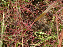 Panicum humile
