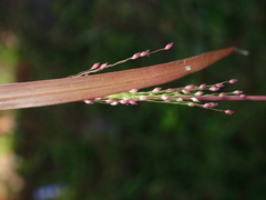 Panicum humile