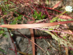 Panicum humile
