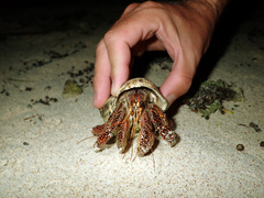 Coenobita perlatus