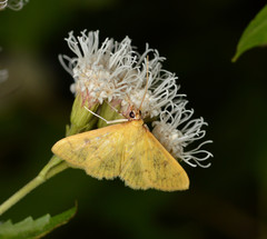 Loxomorpha flavidissimalis