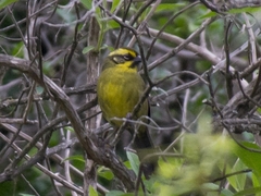 Atlapetes citrinellus