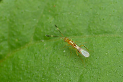 Cosmocomoidea morrilli