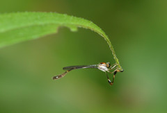 Leptopteromyia americana