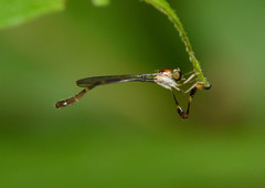 Leptopteromyia americana