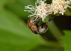 Copestylum chalybescens