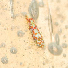 Dikrella maculata
