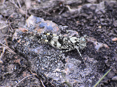 Trimerotropis saxatilis