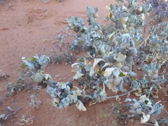 Atriplex holocarpa
