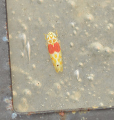 Eratoneura osborni