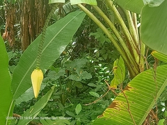 Musa acuminata flava