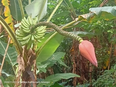 Musa acuminata malaccensis