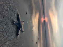 Asteroidea
