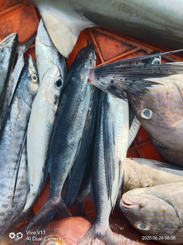 Manyspotted flyingfish (Cheilopogon spilopterus) — Exocoetidae