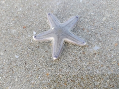 Asteroidea