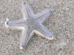 Asteroidea