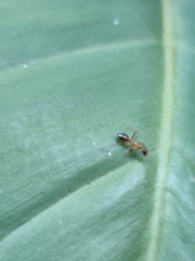Camponotus