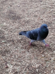 Columba livia