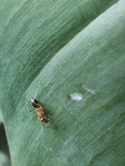 Camponotus