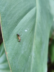 Camponotus