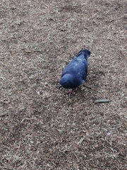 Columba livia