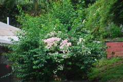 Bougainvillea spectabilis